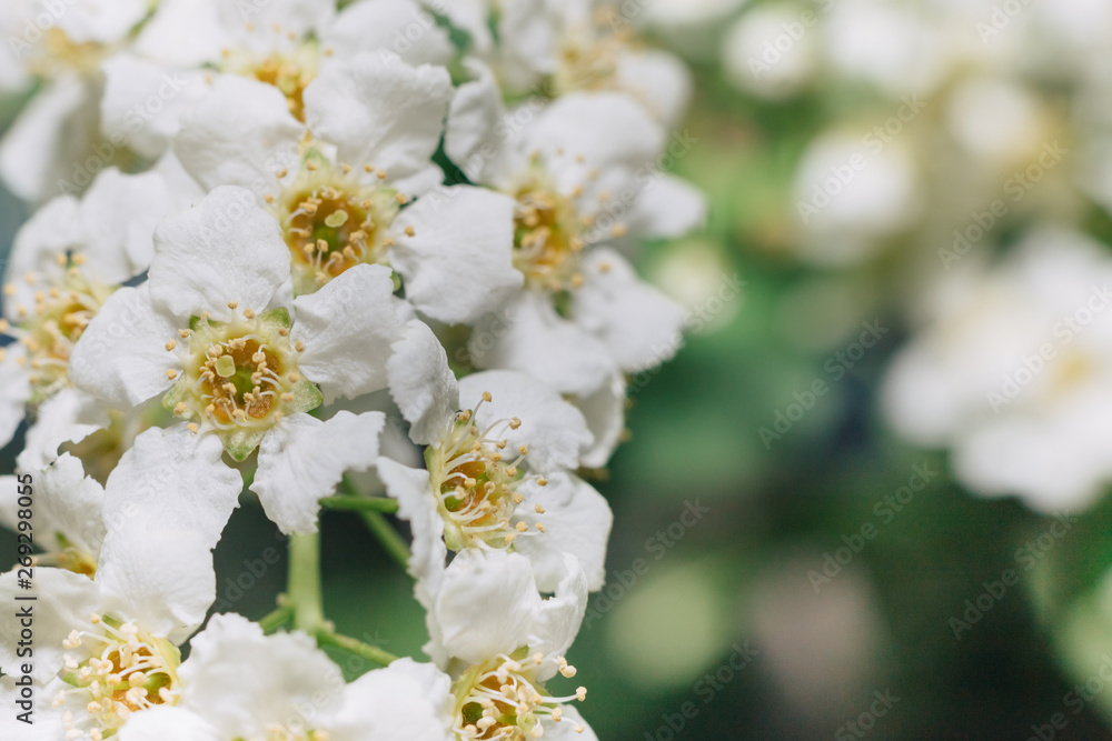 White flowers of bird cherry. Macro close-up. Copy space. Green foliage in the background. White flowers of bird cherry. Macro close-up. Copy space. Green foliage in the background.