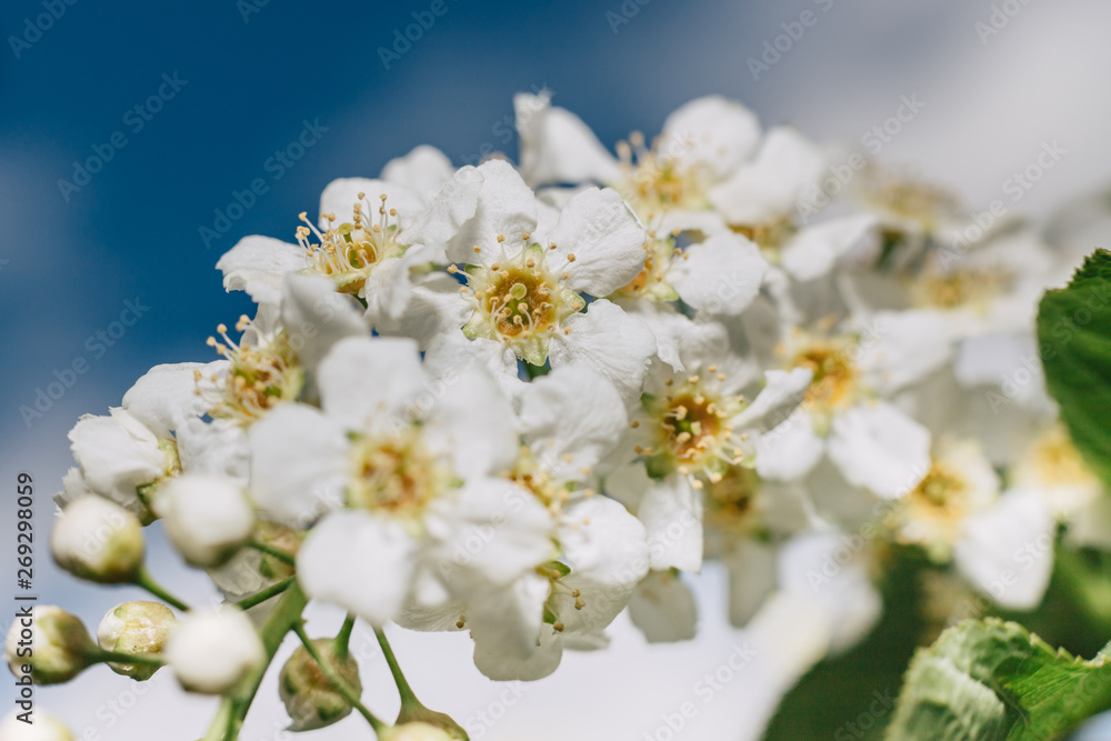 White flowers of bird cherry with green leaves. Macro close-up on blue sky background. Copy space. White flowers of bird cherry with green leaves. Macro close-up on blue sky background. Copy space.