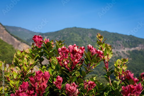 A Close up of red flower on mountain. Beautiful landscape of mount Papandayan. Papandayan Mountain is one of the favorite place to hike on Garut.