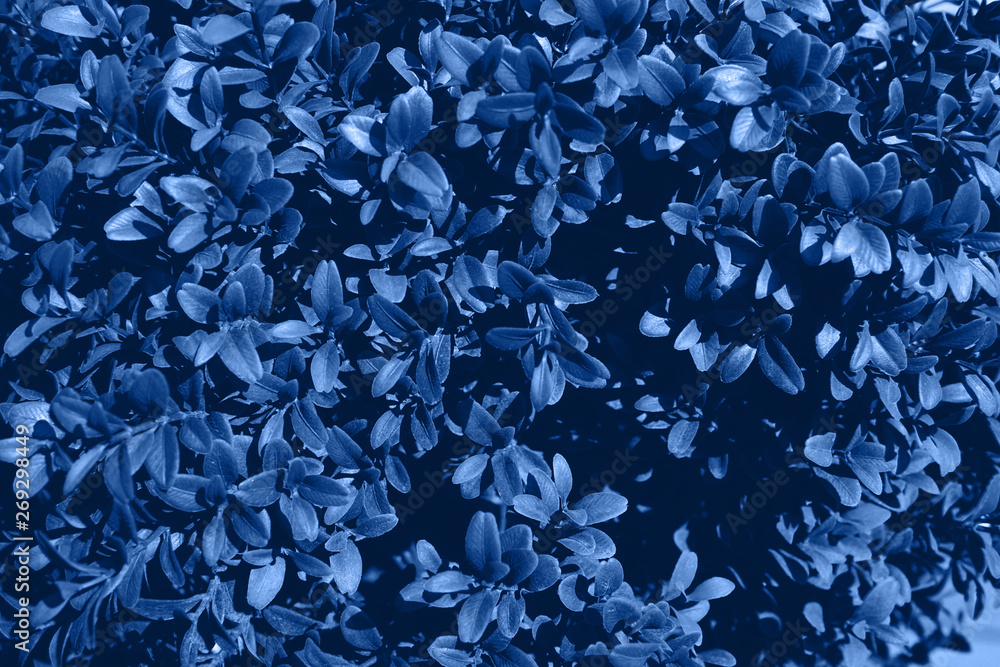 Natural background. Close up image of blue foliage. Color of Spring and Summer 2019.