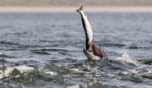 Obraz na płótnie dolphin eating salmon