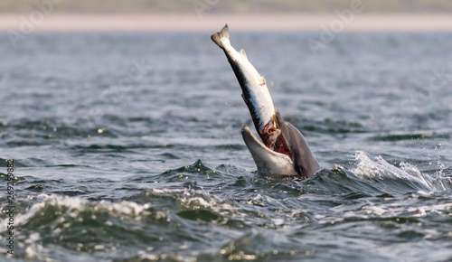 Obraz na płótnie dolphin eating salmon