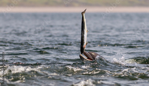 dolphin eating salmon photo