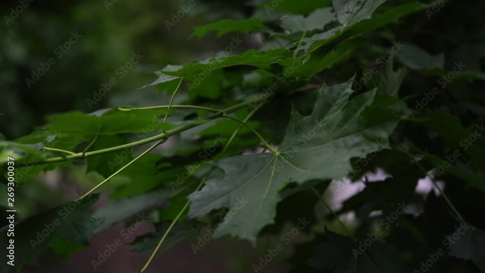 Maple leaves sway in the wind on a cloudy day Maple leaves sway in the wind on a cloudy day
