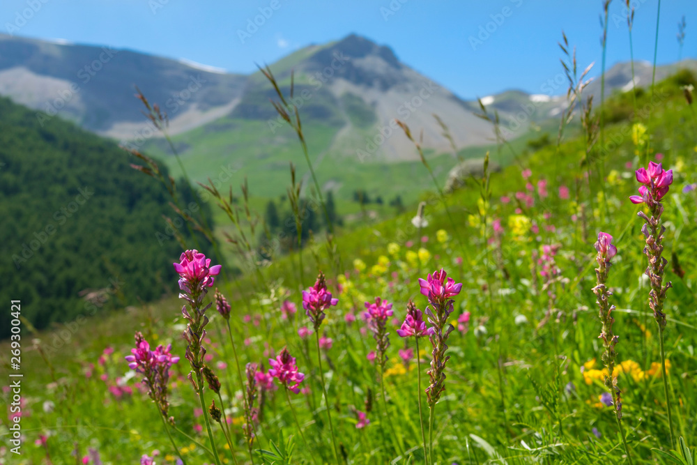 CLOSE UP: Blooming pink flowers cover the breathtaking green mountains in France