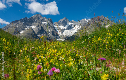 CLOSE UP: Dense grass and flowers cover the fields under the snowy mountains.