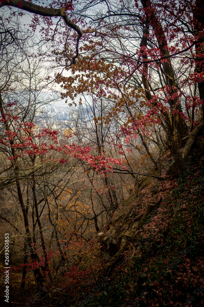 Bright red leaves on stark, almost-bare trees with black branches on a cold winter morning in Maebongsan forest park in Seoul, South Korea Bright red leaves on stark, almost-bare trees with black branches on a cold winter morning in Maebongsan forest park in Seoul, South Korea