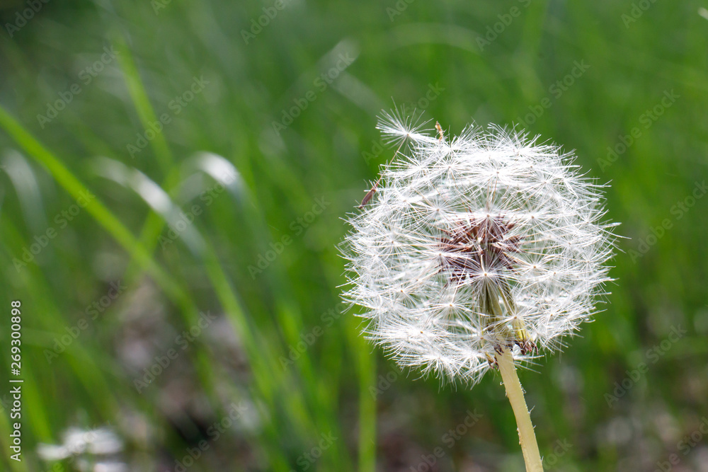 Fototapeta premium white dandelion hat close up sunny day