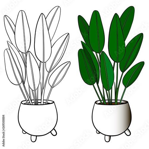 A picture of a house plant in a planter. Vector outline illustration drawings of coloured indoor plant in a flowerpot isolated on a white background. Strelitzia plant