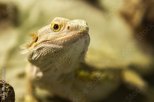 lizard photo in imitation of natural habitat