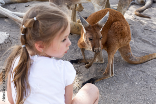 cute little girl and a kangaroo at an australian zoo in israel