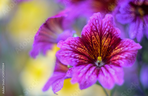 Patterned Flower Purple