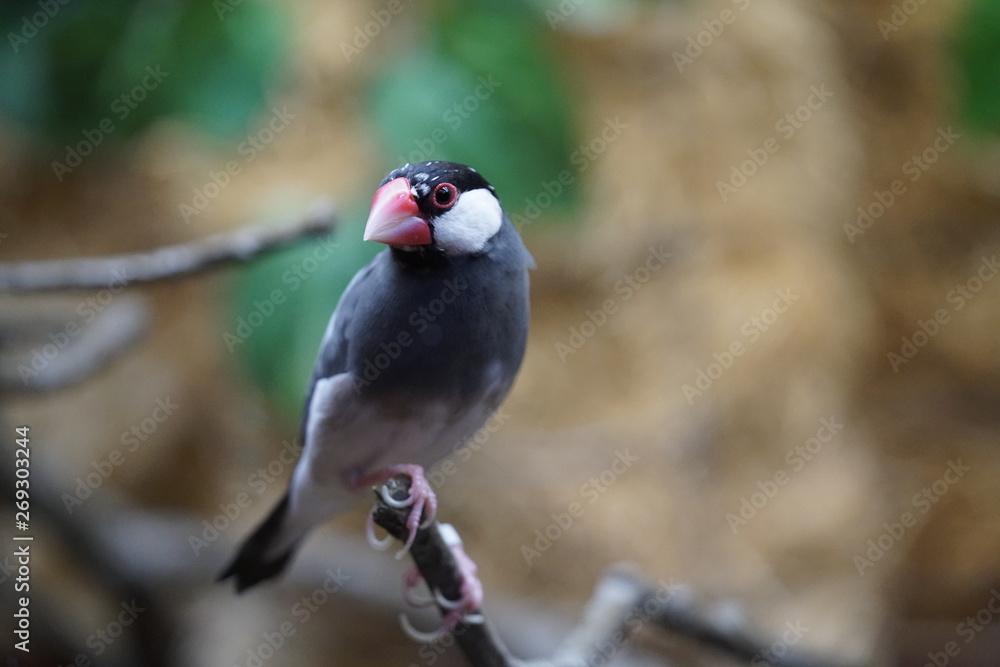 Fototapeta premium bird on a branch