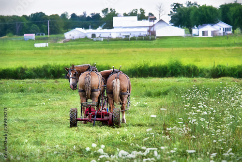 Team of Amish Horses Waiting in Field with Mower © David Arment