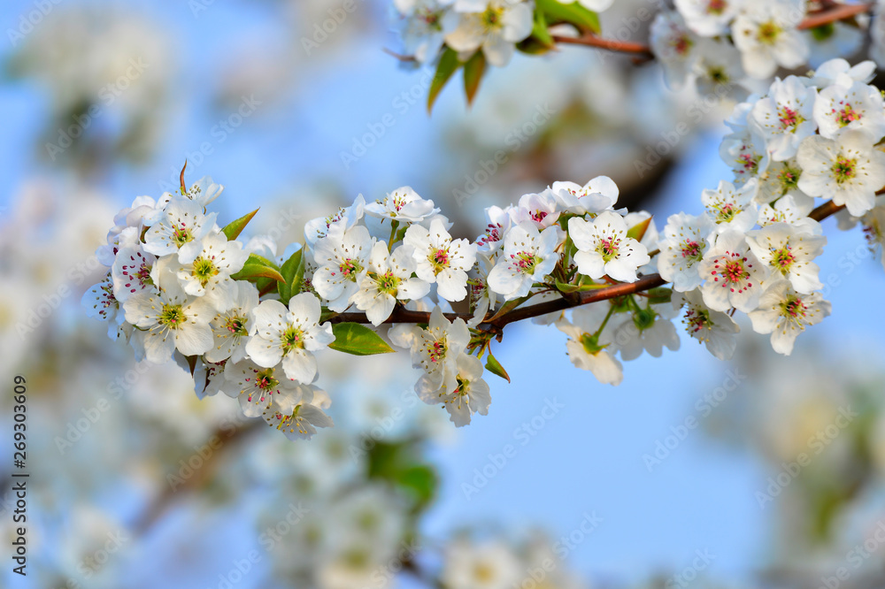 Fototapeta premium Pear flower in full bloom in spring