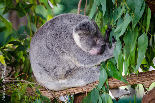 Cuddly Koala sleeping , Australia