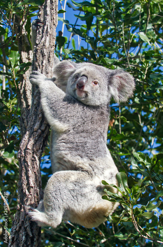 Fototapeta Naklejka Na Ścianę i Meble -  Koala on tree , Australia