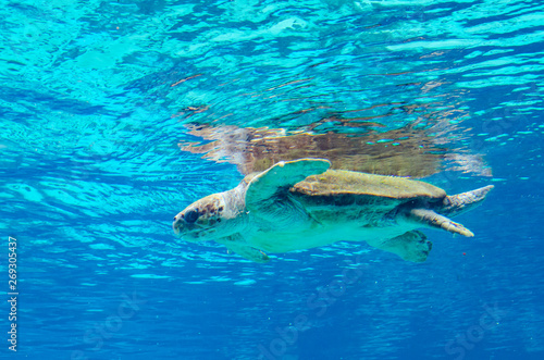Sea turtle © Martin