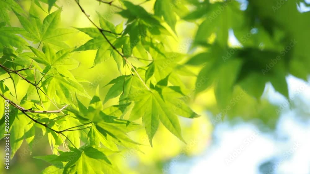 新緑　風で揺れる青もみじ　イメージ