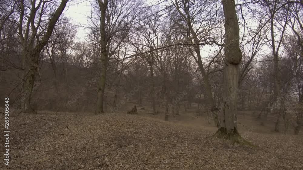 A clearing in Hoia Baciu haunted forest. Leaves cover the ground and spooky barren trees. PAN RIGHT.