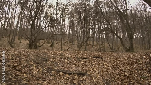 Hiking the Hoia Baciu forest, said by locals to be haunted. Woods famous for mysterious occurrences and UFO sightings. Low angle view of forest floor. Forward motion. photo