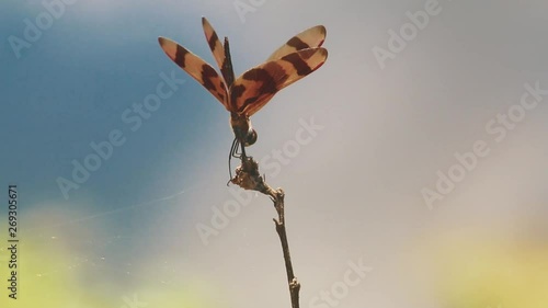 Male Halloween pennant dragonfly perched in obelisk posture, Close Up photo