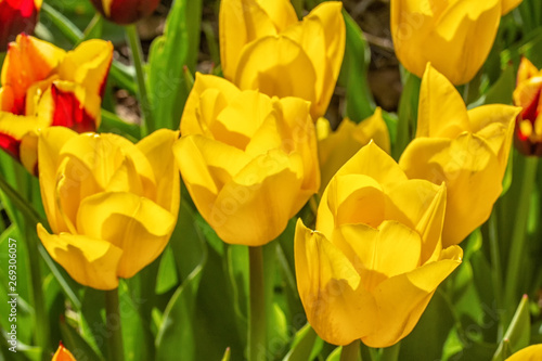 Yellow Tulips in the Garden