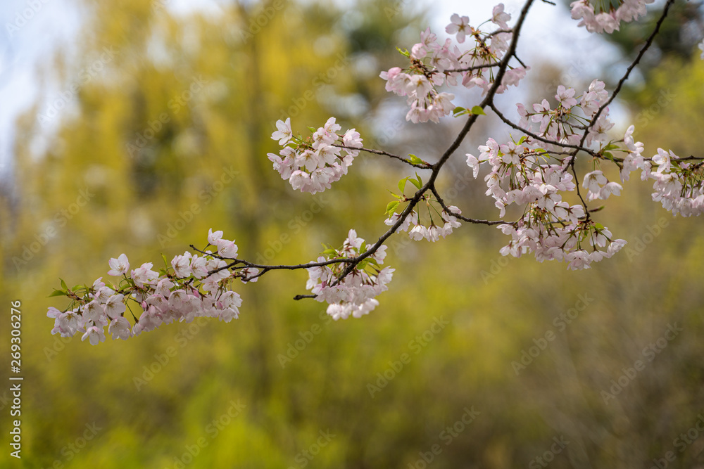Cherry blossom branch close up Cherry blossom branch close up
