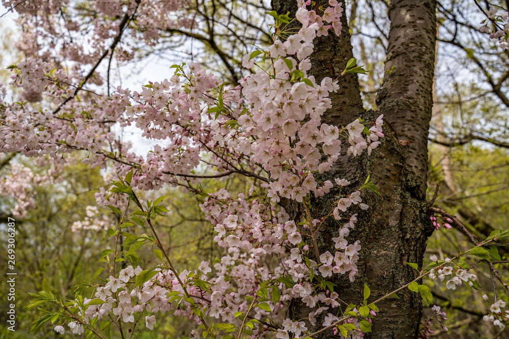 Cherry blossoms on tree trunk 