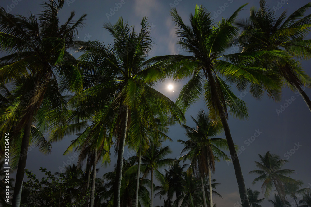 from the beach bottom up view palm trees in the night in moonlight with starry sky a vacation relaxing night scene 