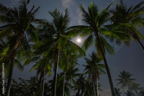 from the beach bottom up view palm trees in the night in moonlight with starry sky a vacation relaxing night scene  © photo-vista.de