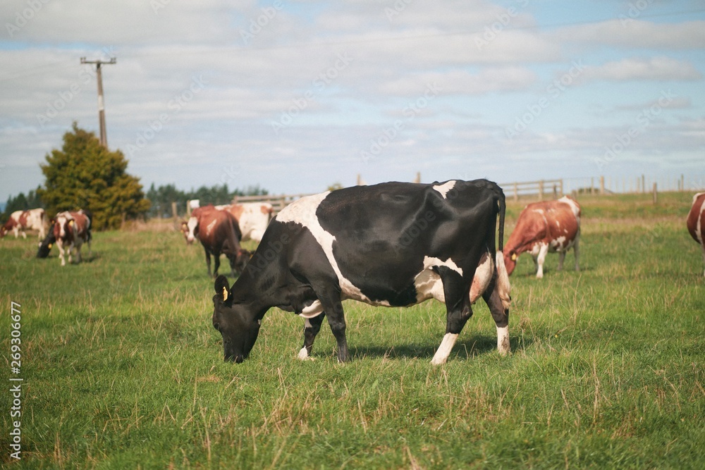 Black Jersey cow grazing on grass