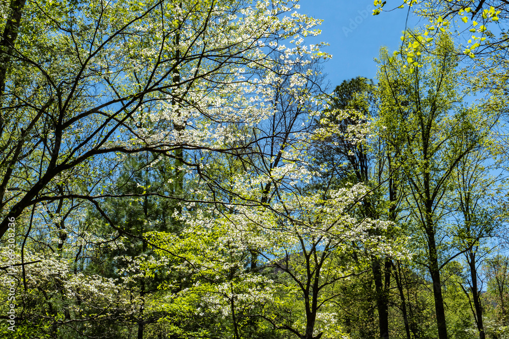 Dogwoods season in the Great Smoky Mountains. Dogwoods season in the Great Smoky Mountains.