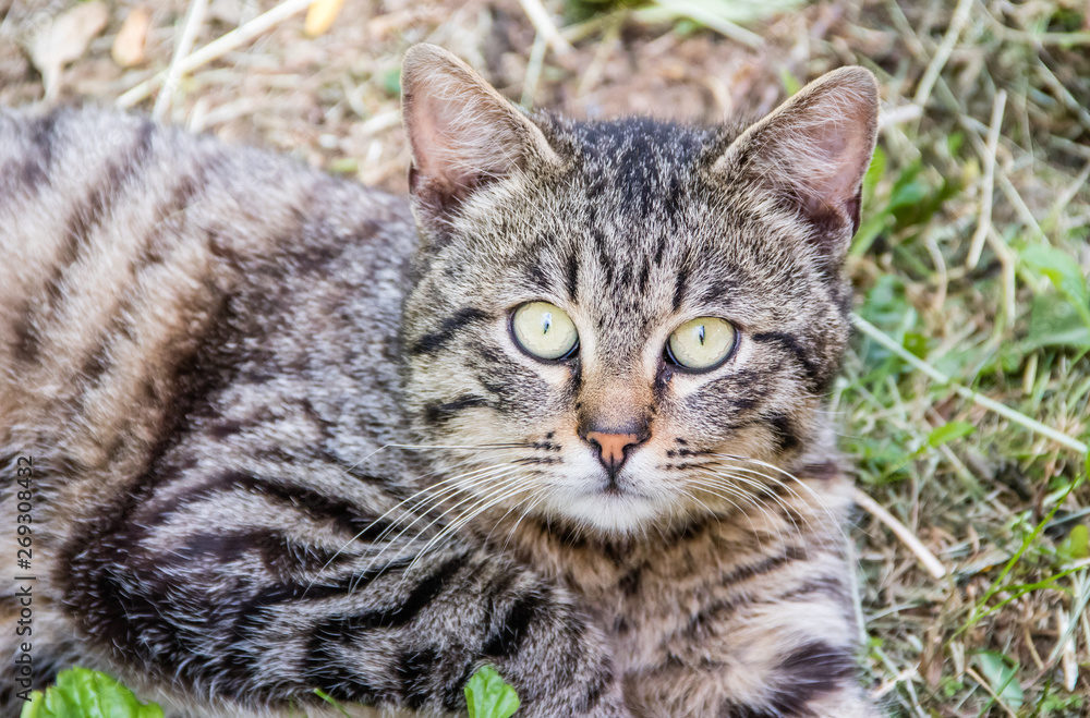 Gray cat lying on the grass. The cat is looking at the camera. Round frightened eyes. Green grass Gray cat lying on the grass. The cat is looking at the camera. Round frightened eyes. Green grass