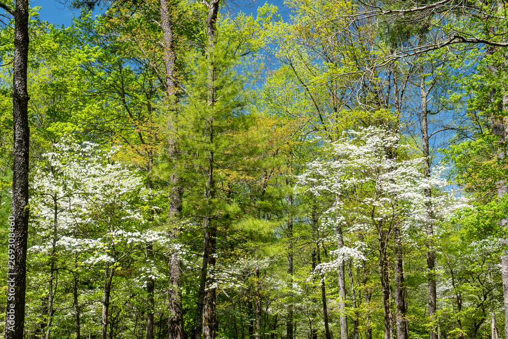 Obraz premium Dogwoods season in the Great Smoky Mountains.