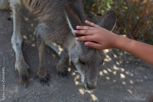 Child feeding kangaroo in wildlife park with hand