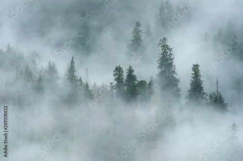 Foggy Trees in Misty Fjords