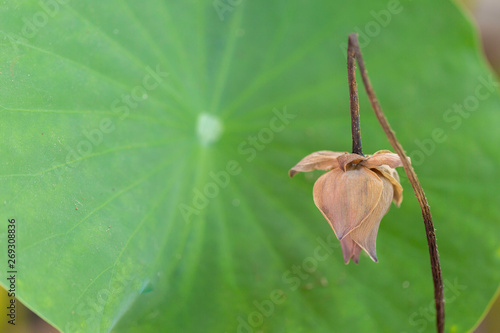A lotus flower withered before it blossomed from the burning sun.