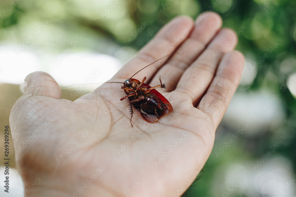 Obraz premium Cockroach in hand