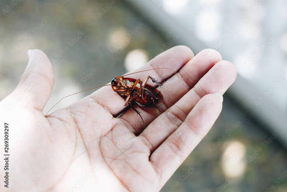 cockroach on human hand ,Contagion