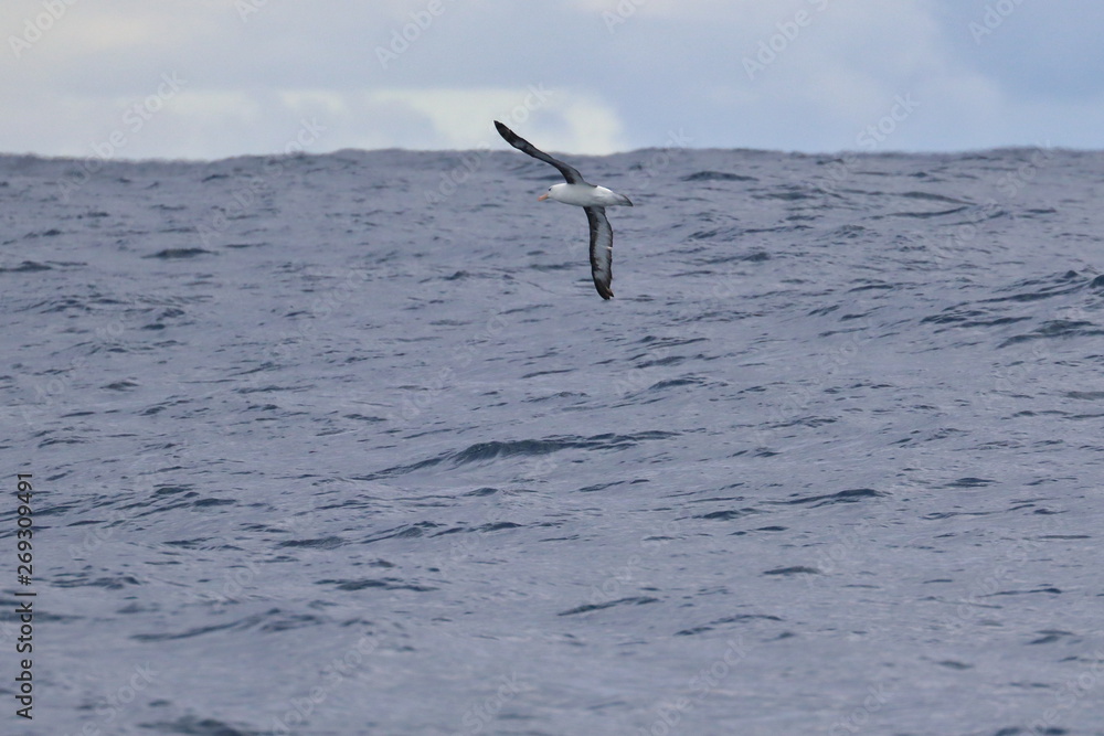 Fototapeta premium albatross