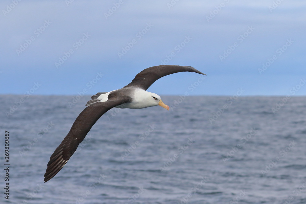 black browed albatross