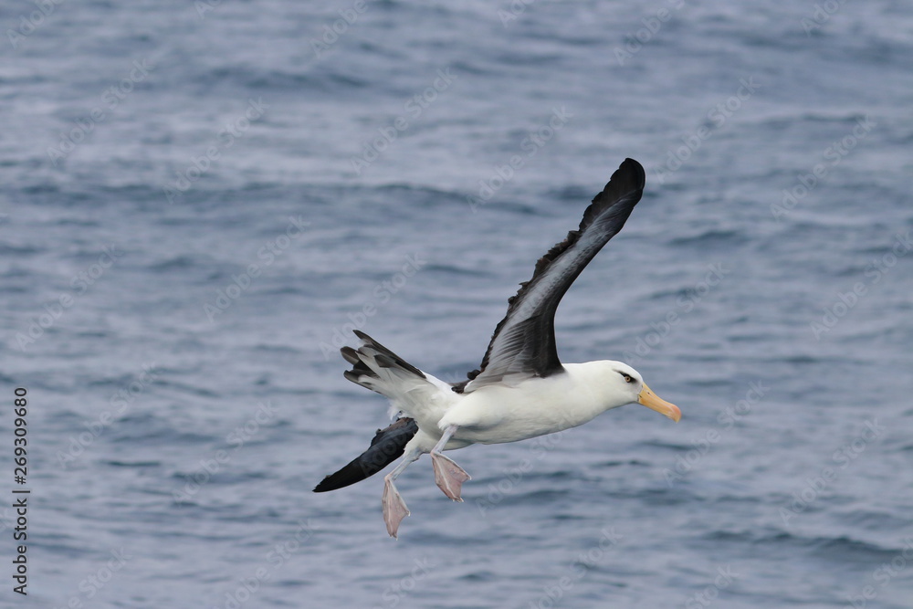black browed albatross