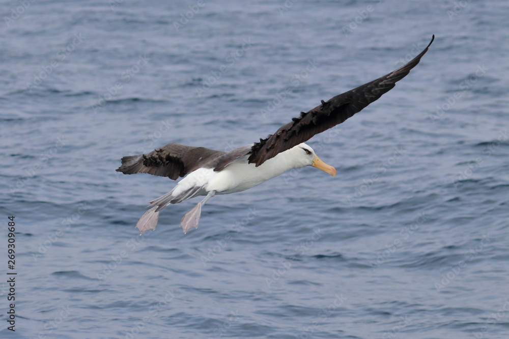 Fototapeta premium black browed albatross