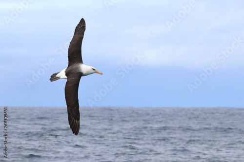 black browed albatross