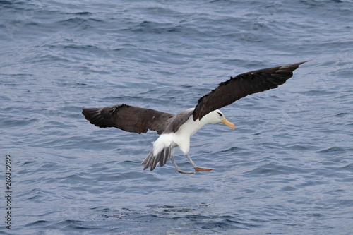 campbell's albatross © Thomas