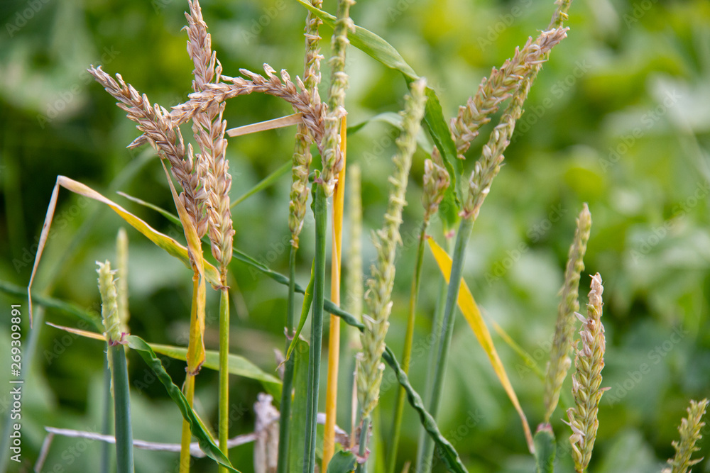 Fototapeta premium Wheat in a field close up