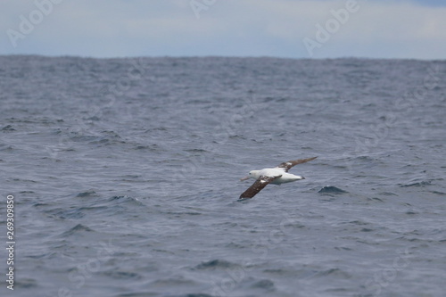 wandering albatross © Thomas