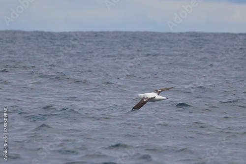 wandering albatross