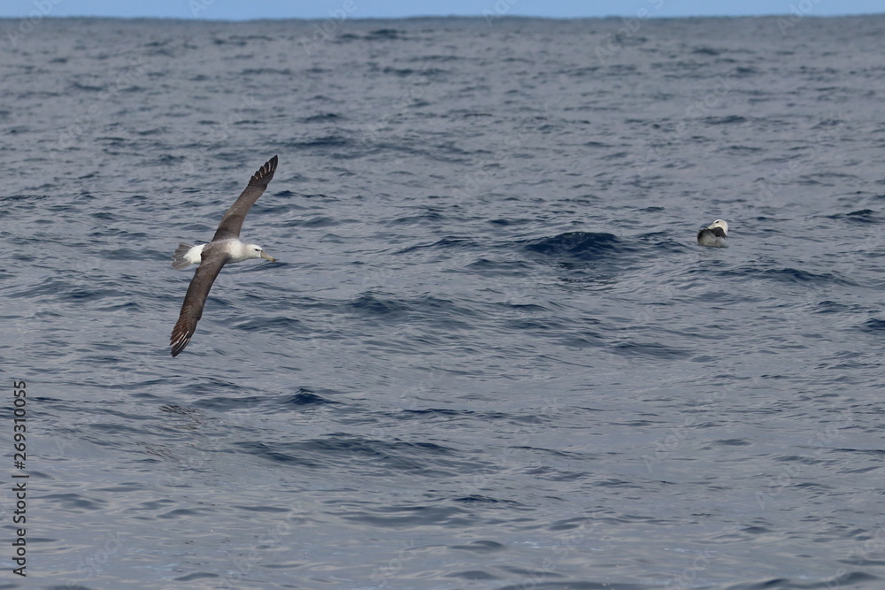 Naklejka premium shy albatross